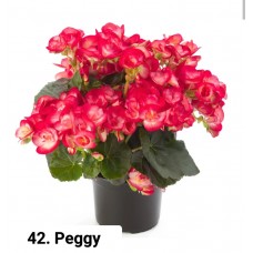 042. Бегония элатиор Peggy (K)