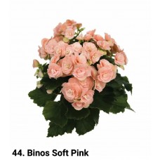044. Бегония элатиор Binos Soft Pink