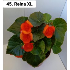 045. Бегония элатиор Reina XL