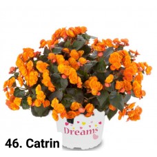 046. Бегония элатиор Catrin