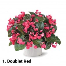 001. Бегония вечноцветущая Doublet Red