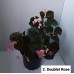 002. Бегония вечноцветущая Doublet Rose