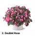 002. Бегония вечноцветущая Doublet Rose