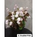 003. Бегония вечноцветущая Doublet Pink