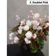 003. Бегония вечноцветущая Doublet Pink