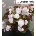 003. Бегония вечноцветущая Doublet Pink