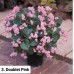 003. Бегония вечноцветущая Doublet Pink