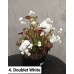 004. Бегония вечноцветущая Doublet White