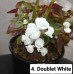 004. Бегония вечноцветущая Doublet White