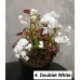 004. Бегония вечноцветущая Doublet White
