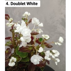 004. Бегония вечноцветущая Doublet White