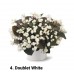 004. Бегония вечноцветущая Doublet White