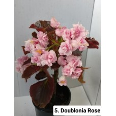 005. Бегония вечноцветущая Doublonia Rose