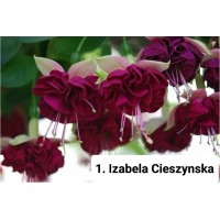 001. Фуксия  Izabela Cieszynska