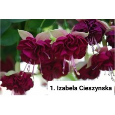001. Фуксия  Izabela Cieszynska