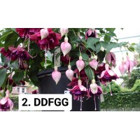 002. Фуксия DDFG
