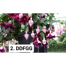 002. Фуксия DDFG
