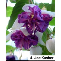 004. Фуксия Joe Kusber