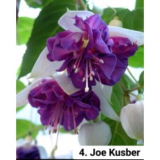 004. Фуксия Joe Kusber