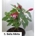 005. Фуксия Bella Nikita