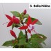 005. Фуксия Bella Nikita