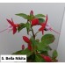 005. Фуксия Bella Nikita
