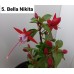 005. Фуксия Bella Nikita