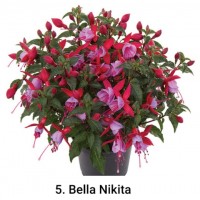 005. Фуксия Bella Nikita