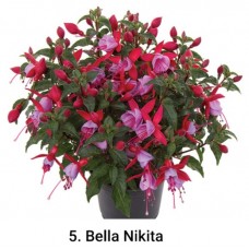 005. Фуксия Bella Nikita