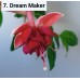 007. Фуксия Dream Maker