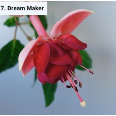 007. Фуксия Dream Maker