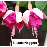 008. Фуксия Luca Neggers