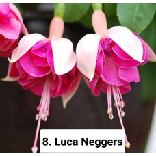008. Фуксия Luca Neggers