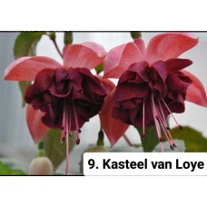 009. Фуксия Kasteel van Loye
