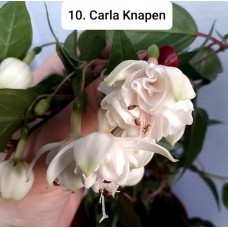 010. Фуксия Carla Knapen