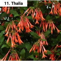 011. Фуксия Thalia