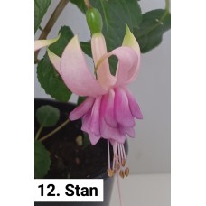 012. Фуксия Stan