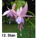 012. Фуксия Stan