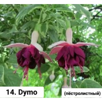 014. Фуксия Dymo 014. Фуксия Dymo