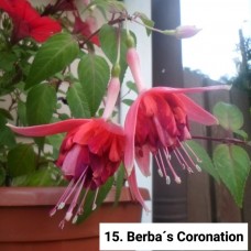 015. Фуксия Berba´s Coronation