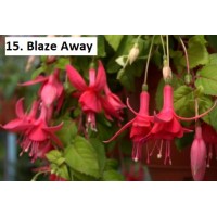 015. Фуксия Blaze Away 015. Фуксия Blaze Away