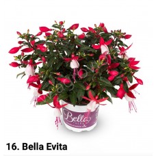 016. Фуксия Bella Evita