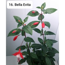 016. Фуксия Bella Evita