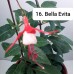 016. Фуксия Bella Evita