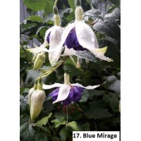 017. Фуксия Blue Mirage