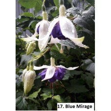 017. Фуксия Blue Mirage