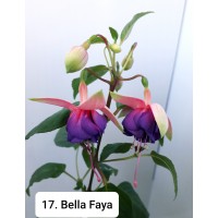 017. Фуксия Bella Faya