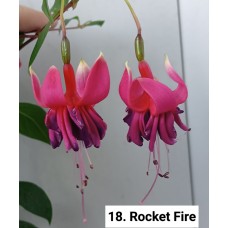 018. Фуксия Rocket Fire