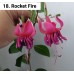 018. Фуксия Rocket Fire