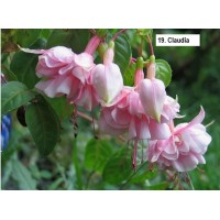019.  Фуксия Claudia